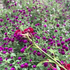 Meet your Posher, Jane